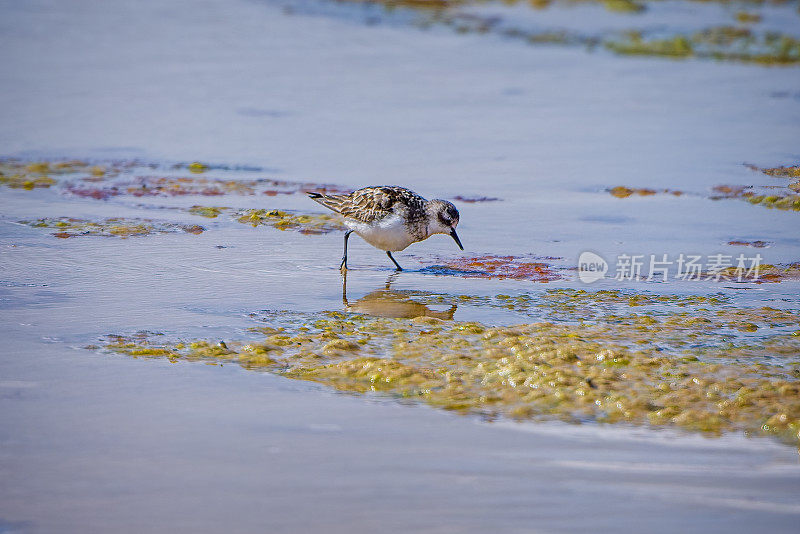 红脖子的限制(Calidris ruficollis)